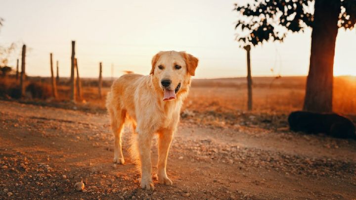 Perros que comen tierra: descubre las causas y cómo evitarlo