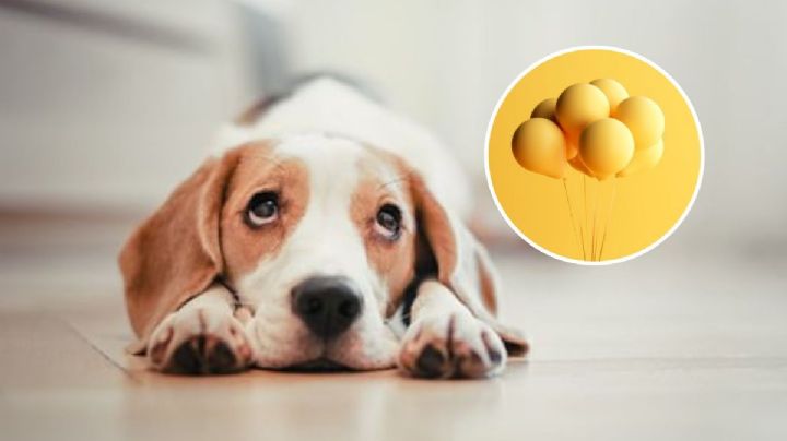 ¿Qué significa cuando los perros le ladran a los globos?