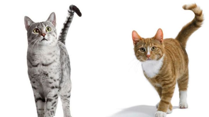 El lenguaje secreto de tu gato: descubre por qué mueve su cola