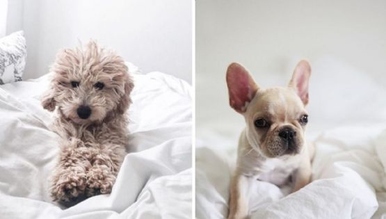 Cómo quitar los pelos de perro de la cama: trucos, productos y consejos de los expertos