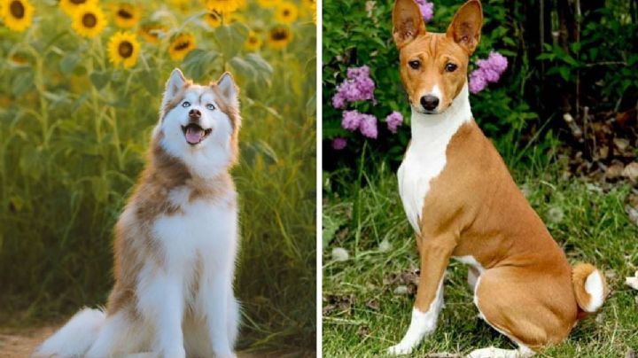 Top razas de perros menos enfermizos: preciosos y bien aguantadores