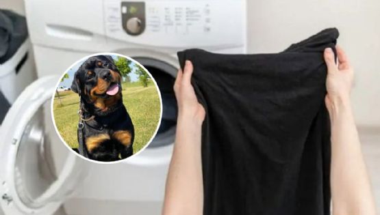 Cómo quitar los pelos de perro de la ropa negra: trucos caseros fáciles para limpiarla