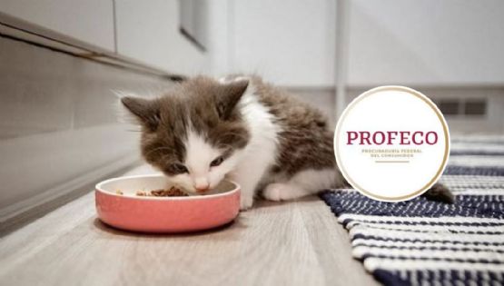 Top 4 mejores marcas de croquetas para gato bebé, según Profeco