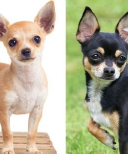 Perro Chihuahua: estas son 3 razones por las que son agresivos y siempre tiemblan