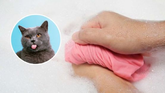 Cómo limpiar los pelos de gato de la ropa: 3 trucos infalibles y fáciles de hacer