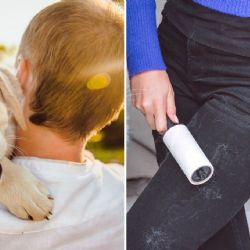 Cómo quitar los pelos de perro de la ropa en la lavadora: trucos fáciles de los expertos