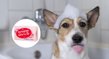 ¿Qué pasa si baño a mi perro con jabón Zote?
