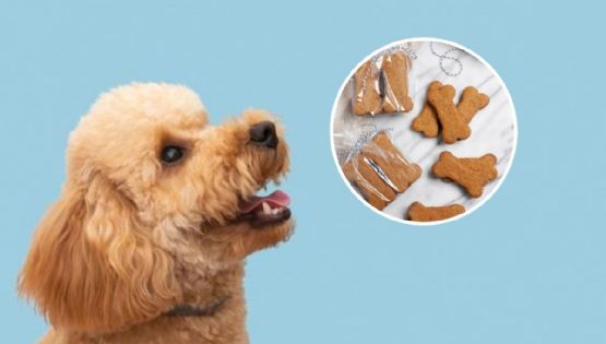 Top 3 snacks congelados para mascotas: recetas fáciles para el calor