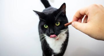 Cómo hacer que un gato sin apetito coma: consejos de los expertos