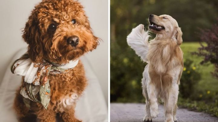 Top razas de perros más fieles y obedientes: son cariñosos y bien portados
