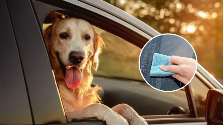 Cómo quitar los pelos de perro del coche: trucos fáciles de los expertos