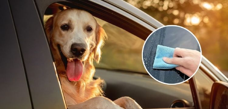 Cómo quitar los pelos de perro del coche: trucos fáciles de los expertos