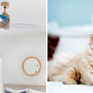 Cómo eliminar el pelo del gato del ambiente: trucos para mantener la casa limpia