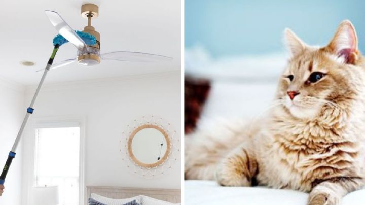 Cómo eliminar el pelo del gato del ambiente: trucos para mantener la casa limpia