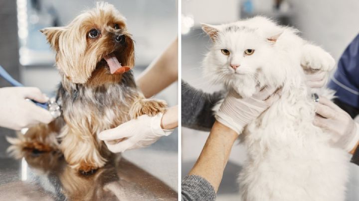 Convulsiones en perros y gatos: qué hacer en caso de emergencia según los expertos