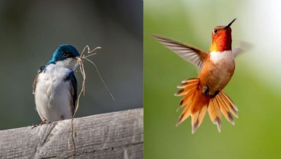 3 aves bonitas que pueden visitar tu jardín en primavera