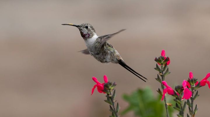 Mejores comidas para atraer a los colibríes al jardín