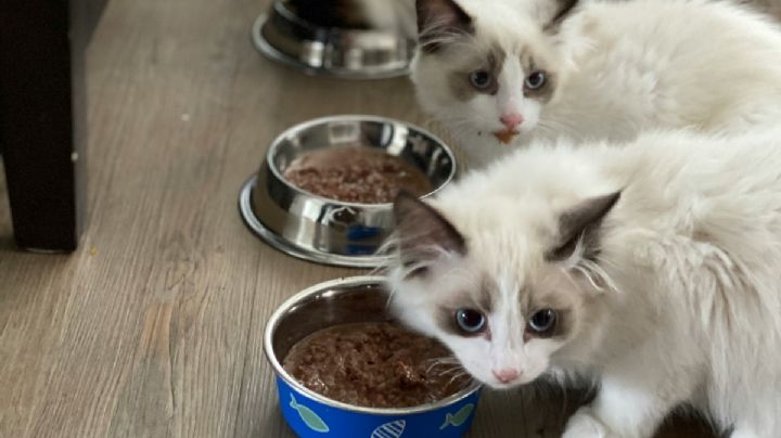 Cómo hacer un comedero para gatos con un bote de yogur y un garrafón de agua