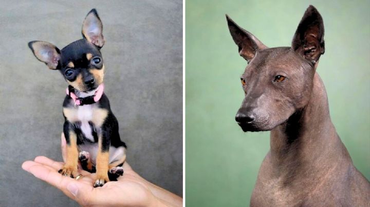 Conoce al perro Xolohuahua, la cruza entre Chihuahua y Xoloitzcuintle más preciosa