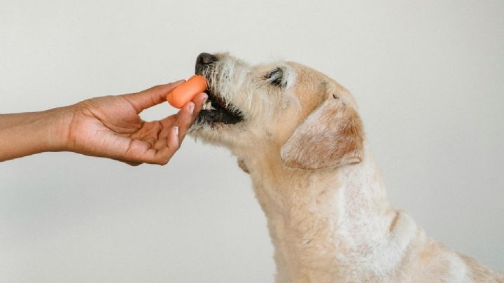 3 snacks que jamás debes darle de comer a tu perro: dañan sus dientes