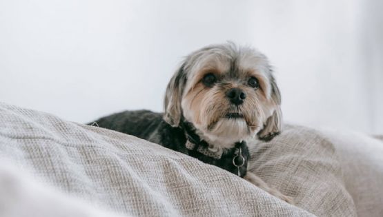 Truco con vinagre para limpiar la pipí de un perro en la cama: fácil y rápido