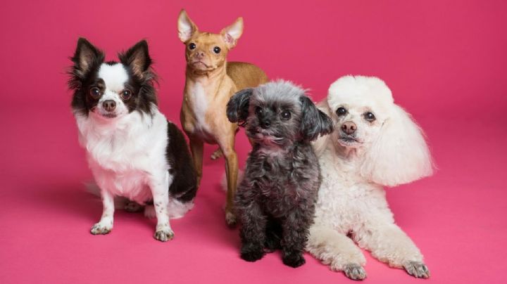¿Las tienes? Estas son las razas de perros más delicadas por sus problemas de salud