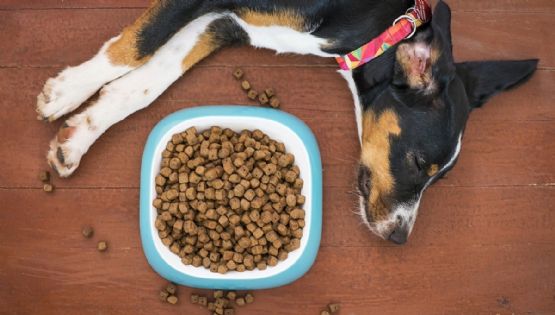 ¿Le dejas el plato de comida todo el día a tu perro? Experto cuenta por qué es una pésima idea