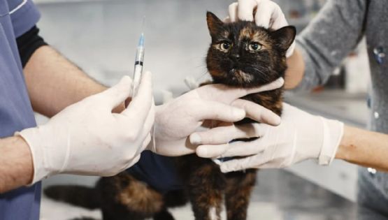 Tlalpan: Mejores clínicas y hospitales veterinarios 24 horas donde puedes llevar a tu mascota
