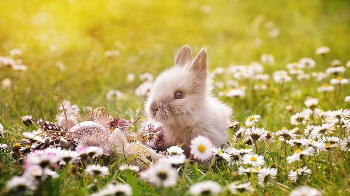 5 consejos para cuidar a los conejos del calor