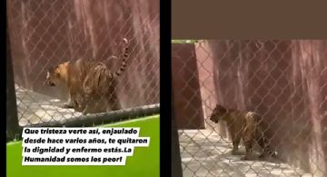 VIDEO: graban a tigre de Bengala enfermo y en CRUEL estado en el zoológico de Reynosa