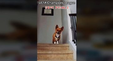VIDEO: Perrito predice los resultados de la Champions 2024 y le atina a todos los partidos