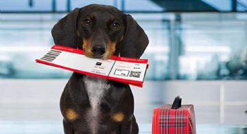 ¿Bark Air en México? Precios y destinos de la nueva aerolínea exclusiva para perros