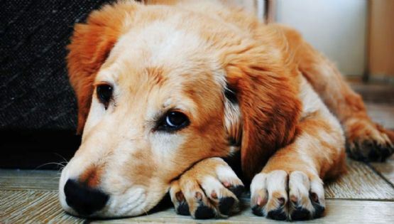 Problemas estomacales en perros: cómo saber si tienen problemas en el estómago y qué darle