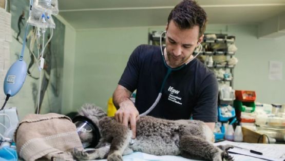 GAM: Mejores clínicas y hospitales veterinarios 24 horas donde puedes llevar a tu mascota