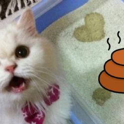 3 consejos para que el arenero de tu gato no huela mal