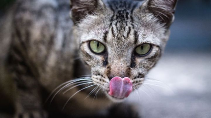 Tips de los veterinarios para elegir alimentos para tu gato