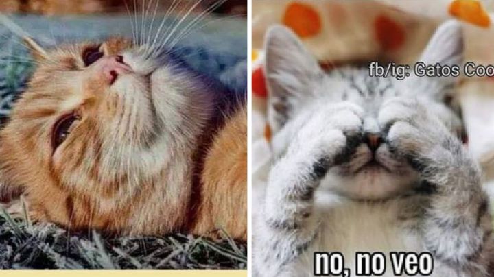 5 memes chistosos y virales de gatos para enviarle a tu ex