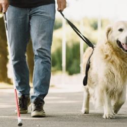 ¿Qué es un perro guía y cómo ayuda a las personas ciegas?