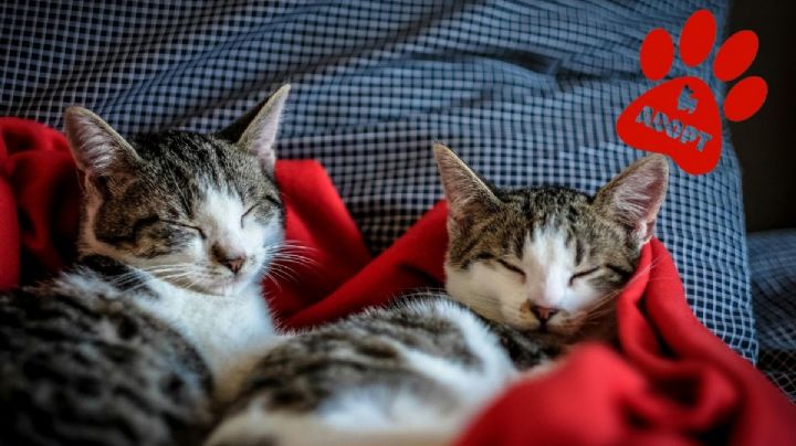 ¡Adopta gatitos en CDMX! Conoce el Cat Café donde puedes visitar gatos y darles un hogar