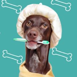 El truco para cepillarle los dientes a un perro que no se deja