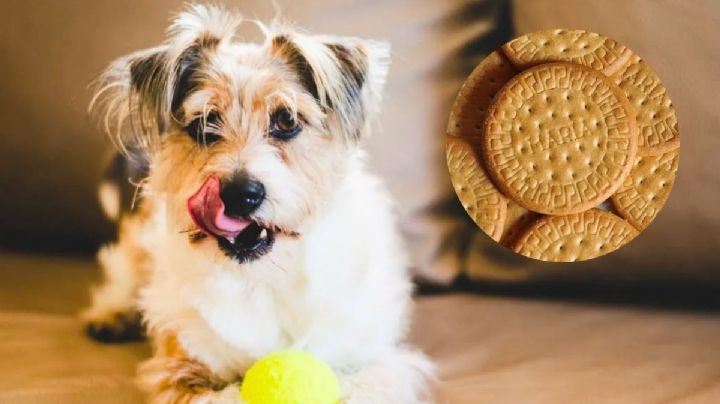 ¿Qué pasa si mi perro come galletas Marías, según los expertos?
